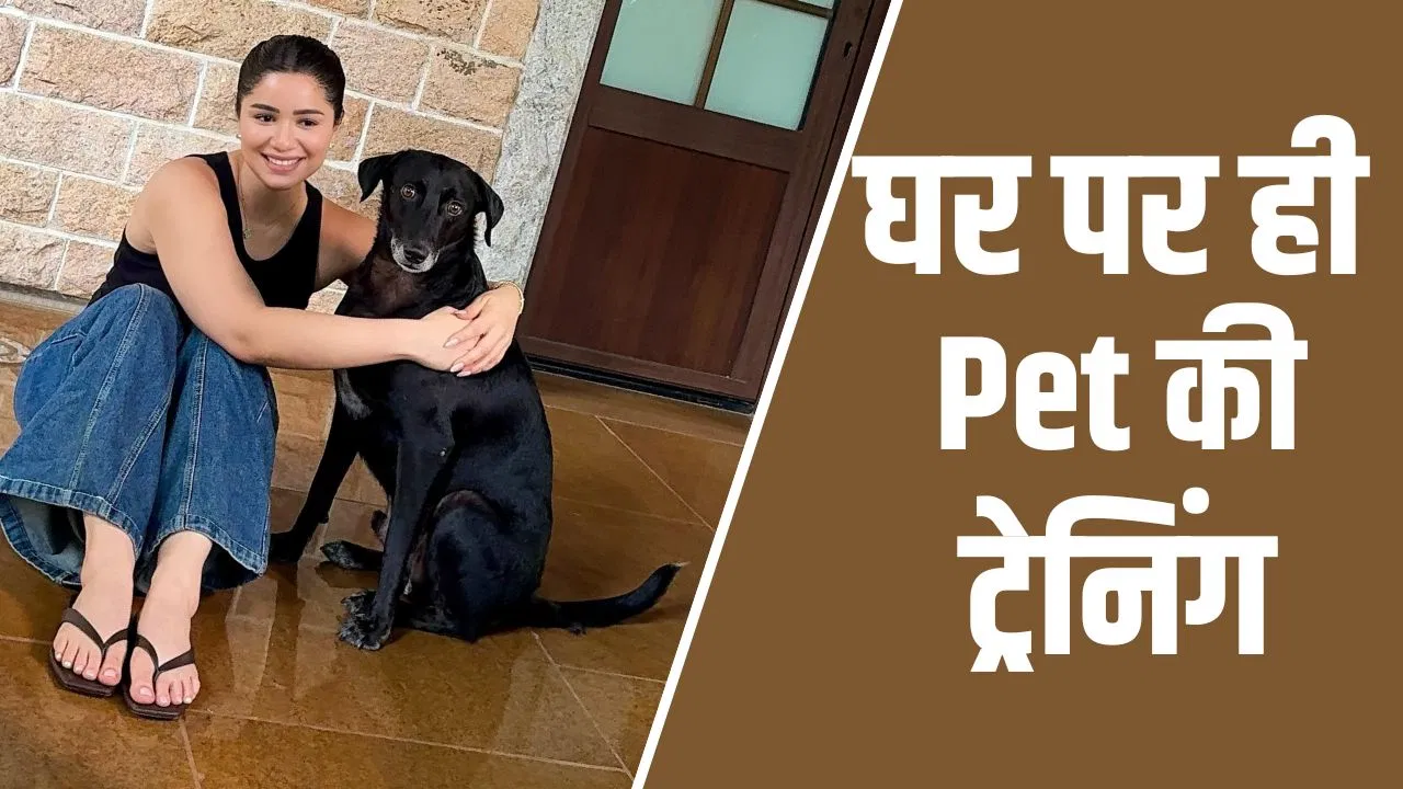 अपने पालतू को घर पर ही करना है ट्रेन, आजमाएं ये तरीके